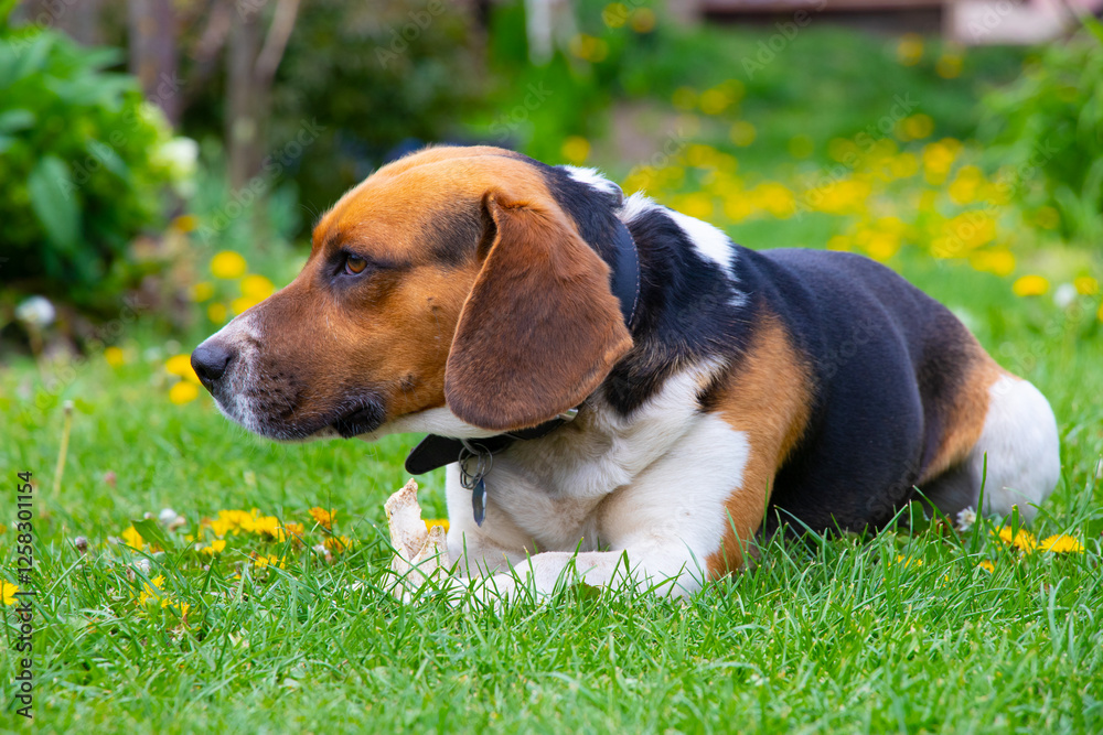 Cute tricolor beagle dog looking on the left side with bone in his paws on grass with dandelions in spring. Cute tricolor beagle dog looking on the left side with bone in his paws on grass with dandelions in spring.