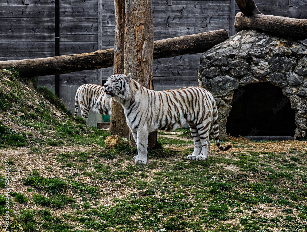 White tiger on the lawn. Latin name -Panthera tigris tigris, var. alba