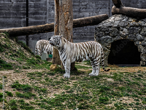 Obraz na płótnie White tiger on the lawn. Latin name -Panthera tigris tigris, var. alba
w salonie