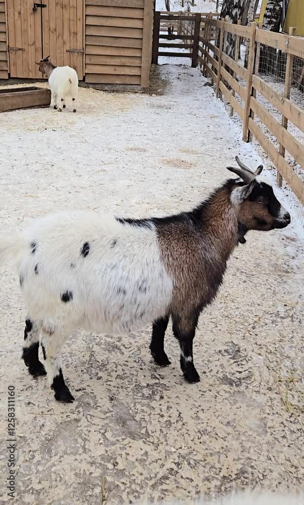 Cute goats walk on the farm outdoors in winter Cute goats walk on the farm outdoors in winter