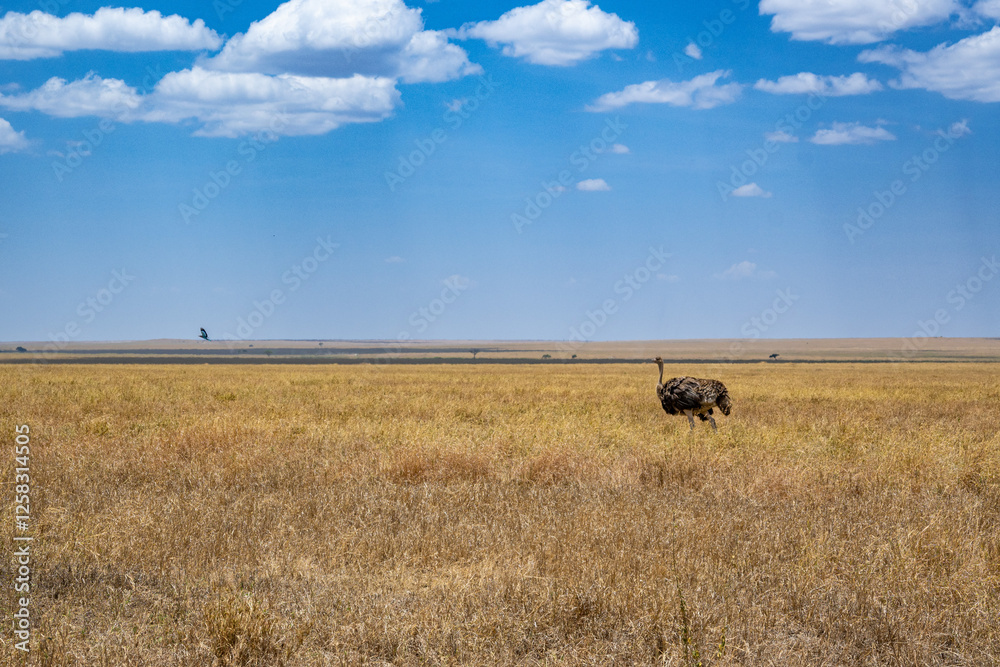 view of the Serengeti National Park view of the Serengeti National Park