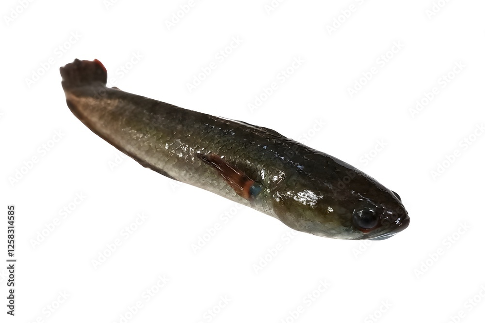 Shoal fish isolated on white background Shoal fish isolated on white background