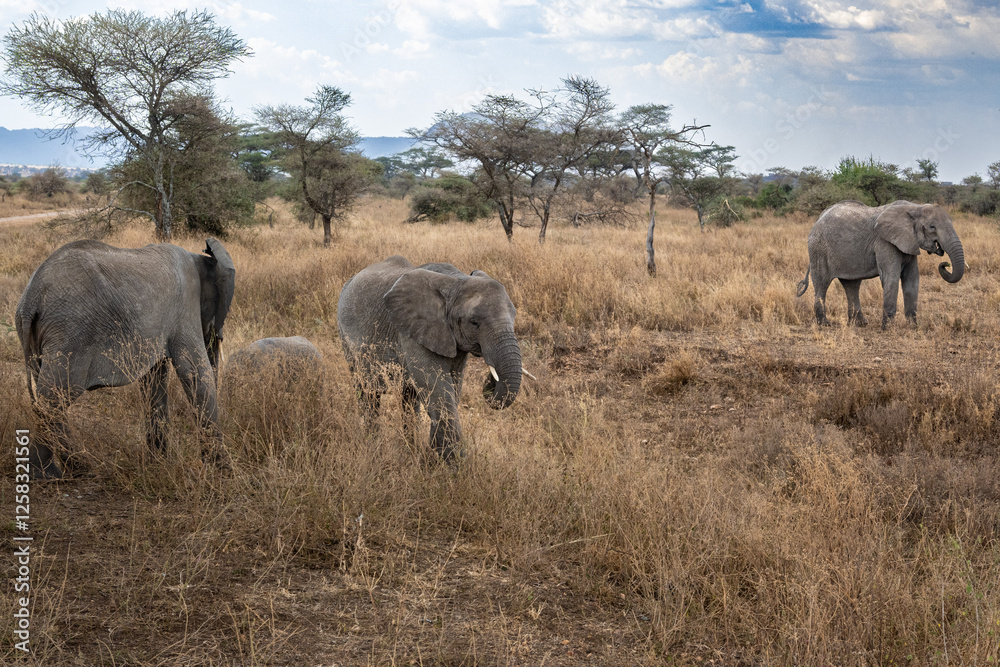Obraz premium View of the Serengeti National Park