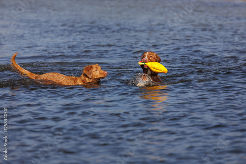 nova scotia duck tolling retriever photo