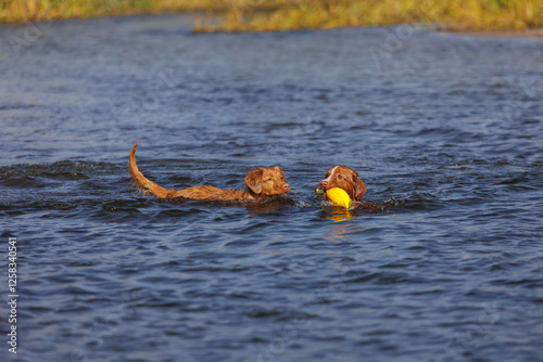 nova scotia duck tolling retriever