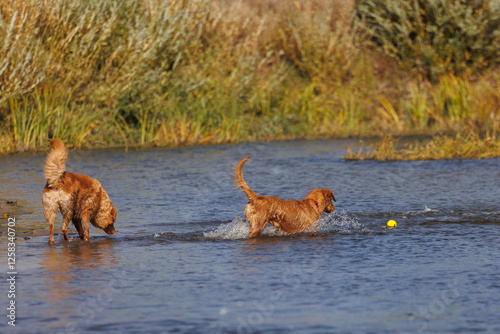 nova scotia duck tolling retriever