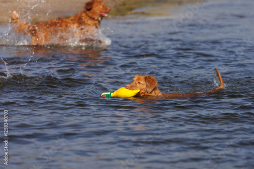 nova scotia duck tolling retriever