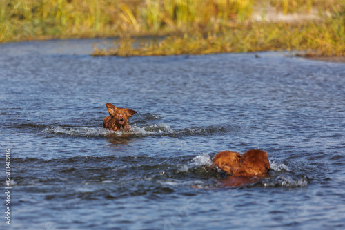 nova scotia duck tolling retriever