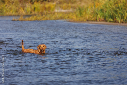 nova scotia duck tolling retriever