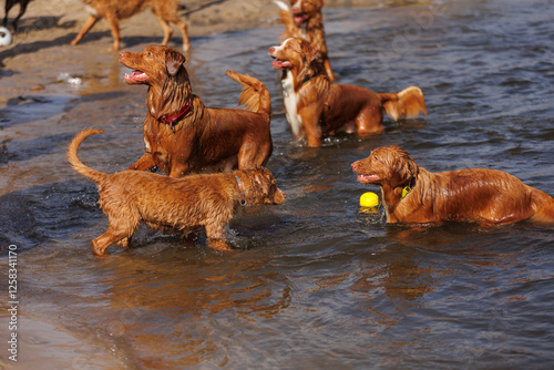 nova scotia duck tolling retriever