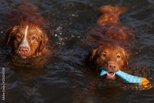 nova scotia duck tolling retriever