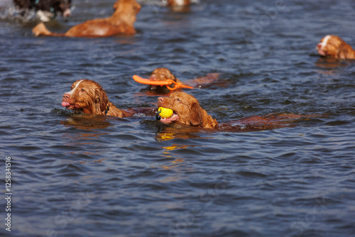 nova scotia duck tolling retriever