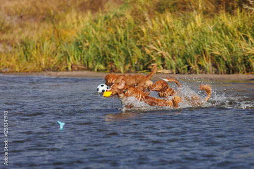 nova scotia duck tolling retriever