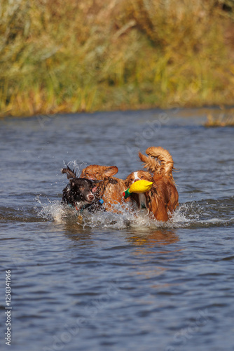 nova scotia duck tolling retriever