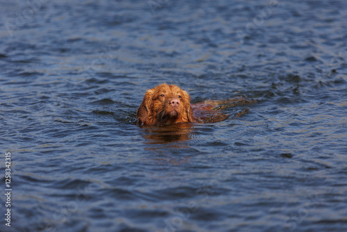 nova scotia duck tolling retriever
