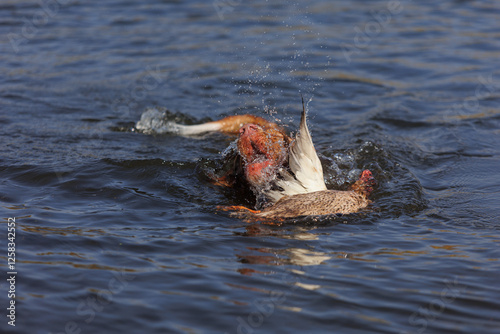 nova scotia duck tolling retriever with duck