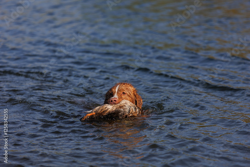 nova scotia duck tolling retriever with duck