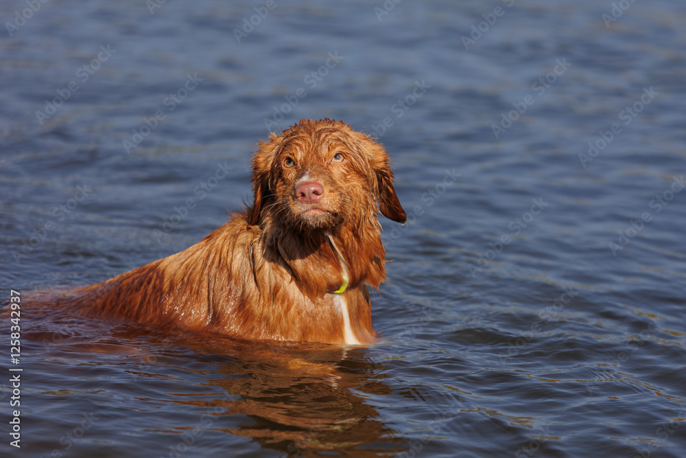 nova scotia duck tolling retriever nova scotia duck tolling retriever