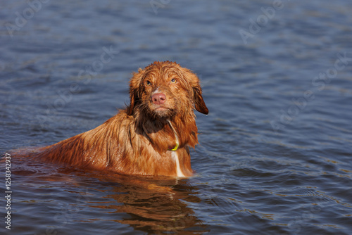 nova scotia duck tolling retriever