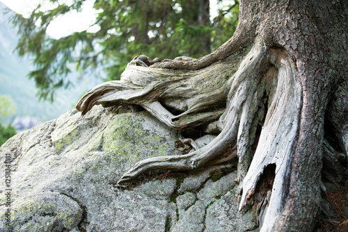 View of old tree root in mountains