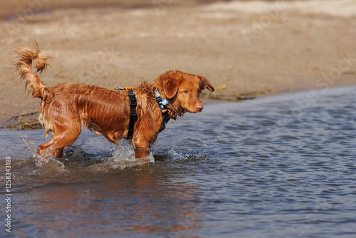 nova scotia duck tolling retriever