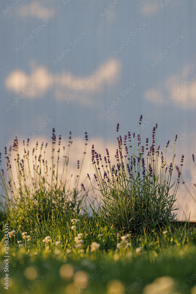 Obraz premium Levander (Lavandula angustifolia) blooming flower at sunset. Home garden composition ideas. Selective focus, beautiful bokeh.