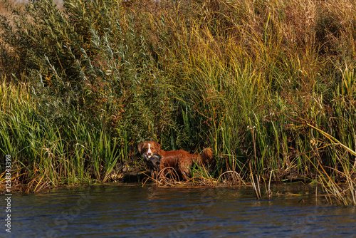 nova scotia duck tolling retriever with duck