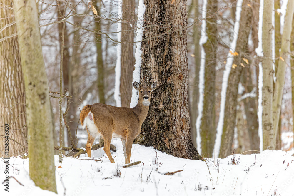 Fototapeta premium The white-tailed deer (Odocoileus virginianus), also known as the whitetail or Virginia deer in the snowy forest