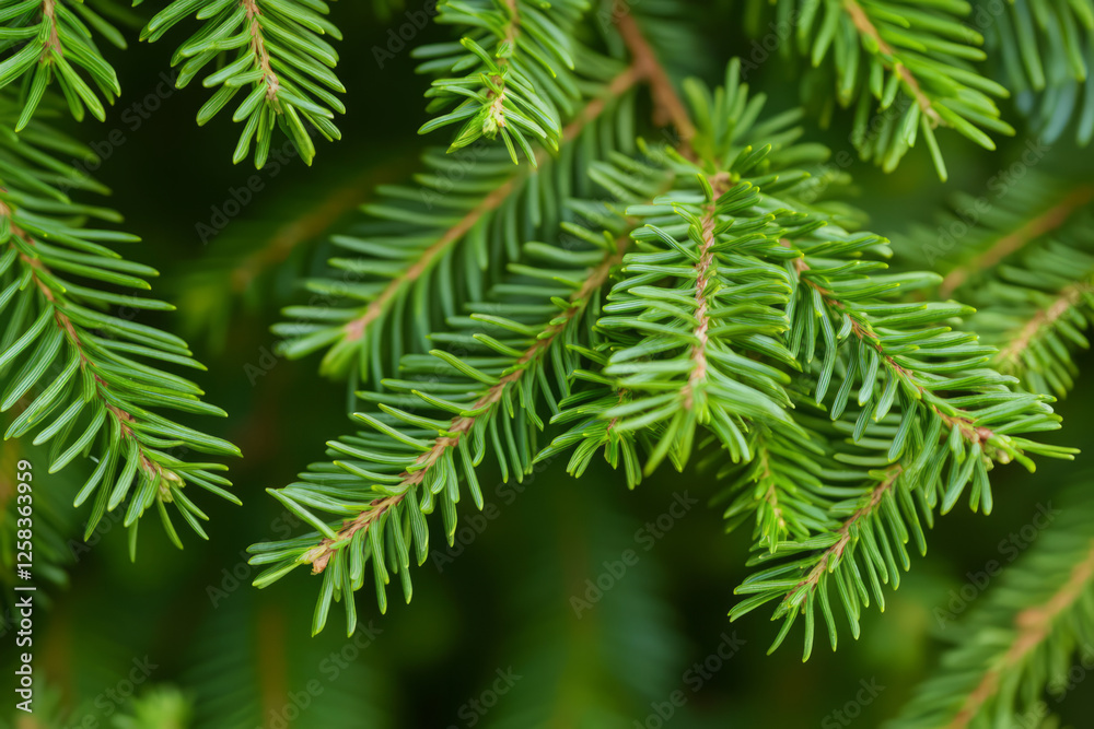 Close-up of pine tree needles, soft, deep green strands forming dense natural textures. Close-up of pine tree needles, soft, deep green strands forming dense natural textures.