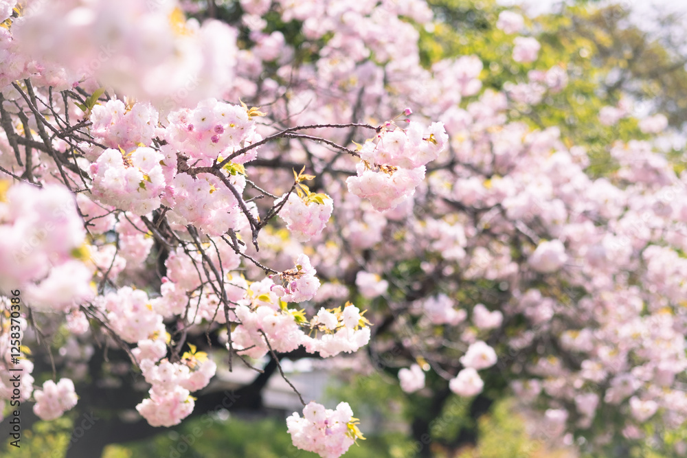 Close-up of double cherry blossoms(Yaesakura) Close-up of double cherry blossoms(Yaesakura)