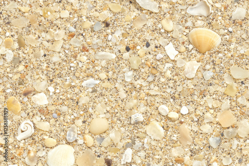 Highly detailed sandy beach texture, fine grains with small shells and pebbles scattered throughout. photo