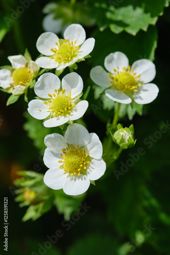 White strawberry flowers in the garden. Growing strawberries flowers on a blurred background. Shallow depth of field