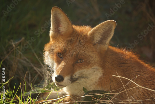 Red Fox Close-Up Portrait