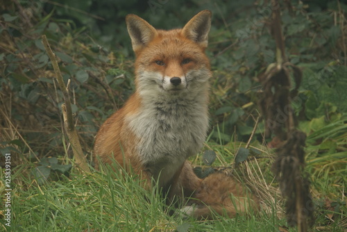 Red Fox Portrait 5