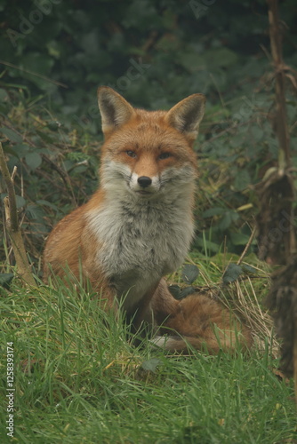 Red Fox Portrait 7