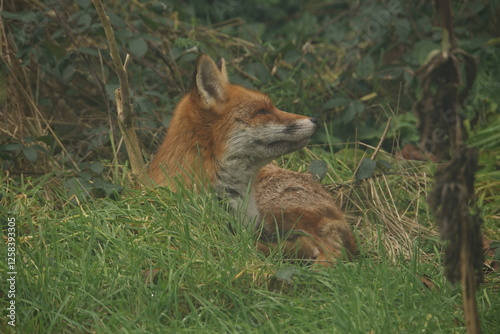 Resting Red Fox 2