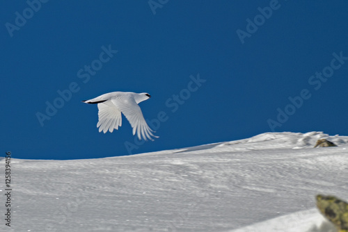 Rock ptarmigan (Lagopus muta or Lagopus mutus) in flight in clear blue sky over an alpine snowy meadow. Italy, rare. photo