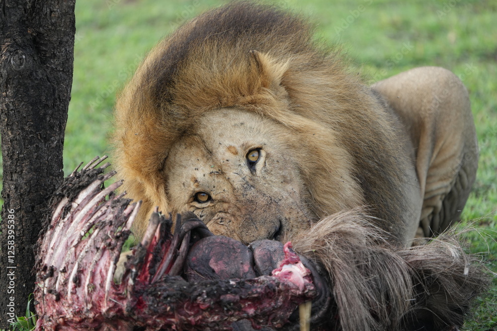 Naklejka premium male alpha lion eating a carcass in the serengeti national park, safari, gnu wildebeest carcass, looking straight into the camera