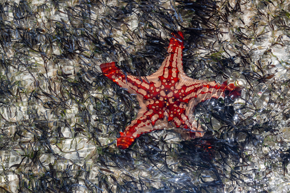 View of a beautiful starfish View of a beautiful starfish