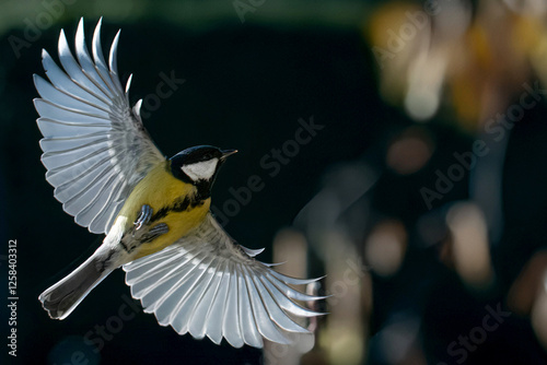 Una cinciallegra (Parus major) in volo con le ali spiegate si prepara ad atterrare sul ramo su cui intende appollaiarsi. photo