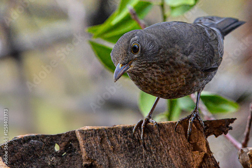 Una femmina di merlo (Turdus merula) appollaiata su un tronco cavo cerca qualcosa da mangiare.
 photo