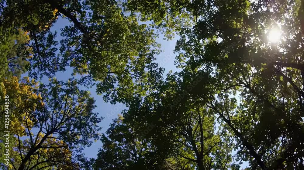 Upward angle video capturing a canopy of lush green trees against a clear blue sky, creating a serene and immersive nature experience. Upward angle video capturing a canopy of lush green trees against a clear blue sky, creating a serene and immersive nature experience.