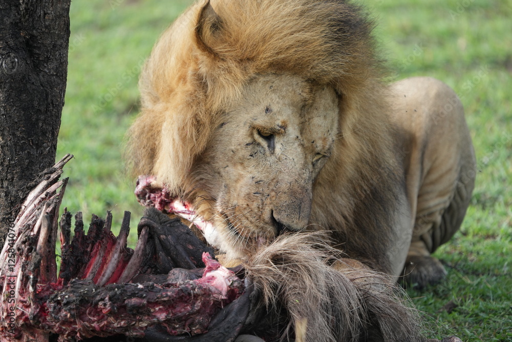 Naklejka premium male lion (king of the savanna) eating a wildebeest carcass, gnu carcass, in the serengeti national park tanzania