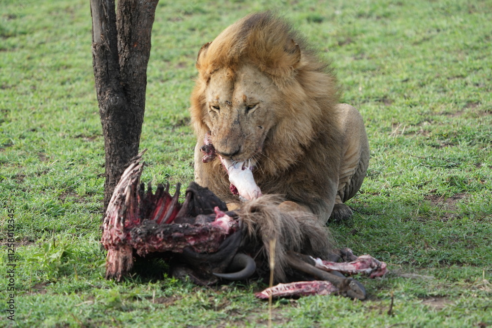 male lion (king of the savanna) eating a wildebeest carcass, gnu carcass, in the serengeti national park tanzania male lion (king of the savanna) eating a wildebeest carcass, gnu carcass, in the serengeti national park tanzania
