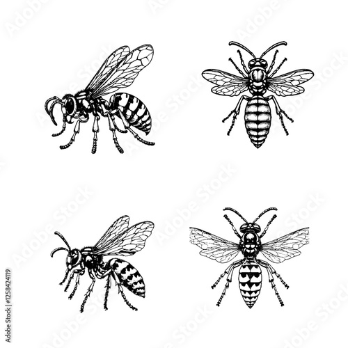 paper wasp