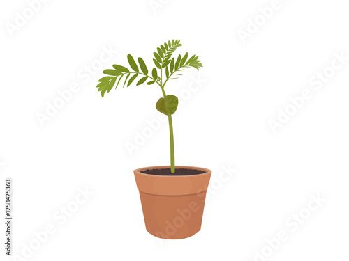 Tamarindus indica on a white background.