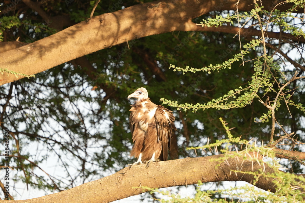 Obraz premium portrait of the lappet-faced vulture or Nubian vulture (Torgos tracheliotos) in the morning sun in the serengeti national park tanzania