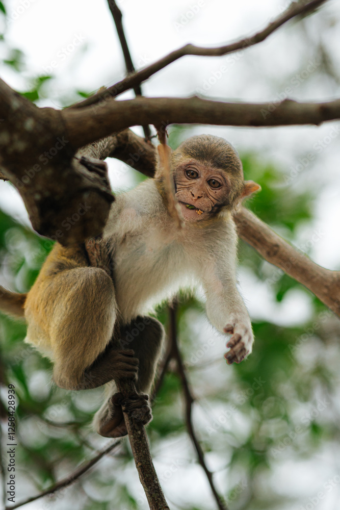 Fototapeta premium Cute Monkey Sitting on a Tree