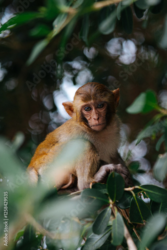Cute Monkey Sitting on a Tree