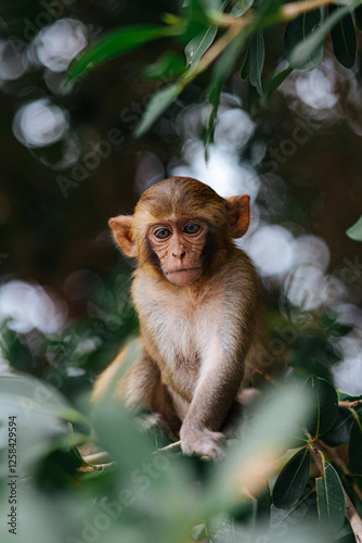 Cute Monkey Sitting on a Tree
